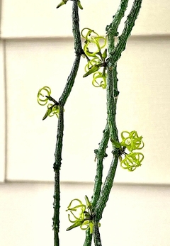 Cynanchum marnerianum mac10