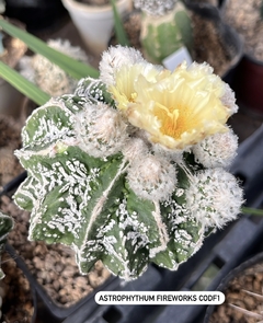 Astrophytum myriostigma cv FireWorks mac10 GRANDE (codF-1)