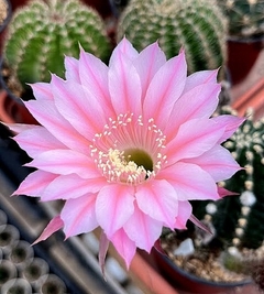 Echinopsis hibrido 'Dafnis' injertado mac8 (cod H2)