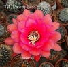 Trichocereus hibrido 'Dainty Bess' mac7