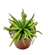 Crassula 'Devil's Horn' mac8 - tienda online