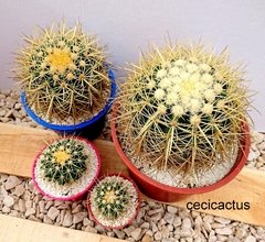 Echinocactus grusoni (tres tamaños) - cecicactus - cactus y suculentas de colección