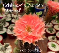 Echinopsis hibrido 'Manuel' (tres tamaños)