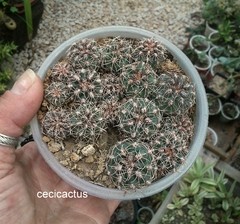 Semillas de cactus mix x 200 - cecicactus - cactus y suculentas de colección