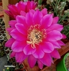 Trichocereus hibrido 'Solveig Wallem' mac10