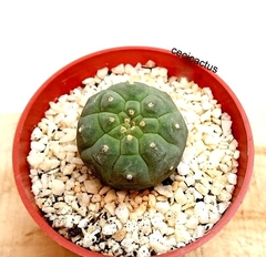 Matucana madisoniorum mac8 - cecicactus - cactus y suculentas de colección