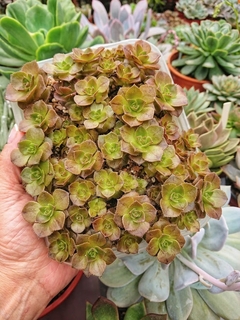 Semillas de Aeonium nobile x 100 - comprar online