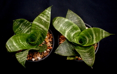 Sansevieria enana mac12 - comprar online