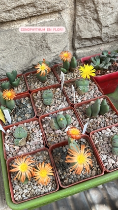 Conophytum frutescens mac6 (cod E2) - comprar online