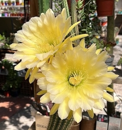 Trichocereus hibrido 'Sunny California' (elegir tamaño)