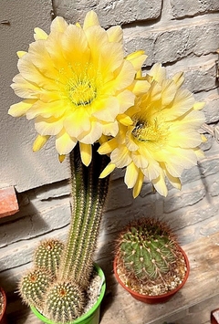 Trichocereus hibrido 'Sunny California' (elegir tamaño) - cecicactus - cactus y suculentas de colección