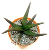 Gasteraloe 'Midnight' mac10