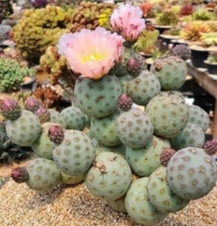 Tephrocactus geometricus mac8 (Cod TGE)