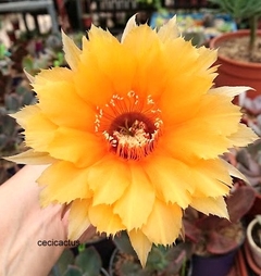 Echinopsis hibrido 'Golden Ray' mac7