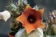 Huernia rosea mac9 - cecicactus - cactus y suculentas de colección