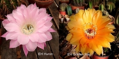 Semillas de Echinopsis Hibridos CC 24-2021 (Huron x Golden Ray)