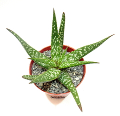 Aloe hibrido (dos tamaños)