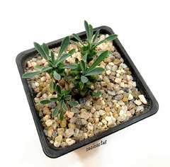 Euphorbia japonica mac9