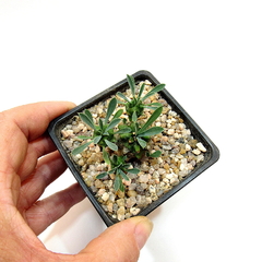 Euphorbia japonica mac9 - comprar online