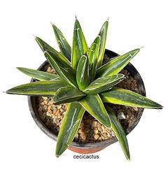 Agave Victoria Regina variegado (elegir tamaño) (cod VR9) - comprar online