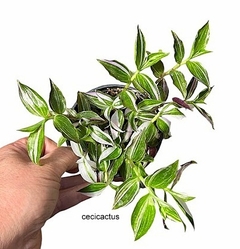 Tradescantia fluminensis tricolor mac9