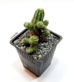 Echinopsis chamaecereus hibrido 'Rainbow' mac8 - comprar online