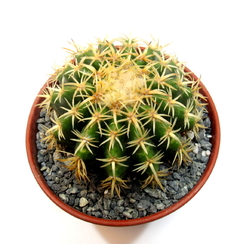 Imagen de Echinocactus grusoni curvispinus intermedius (elegir tamaño)