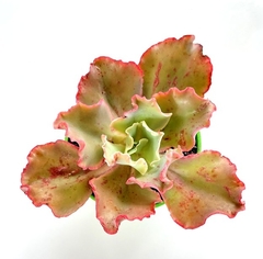 Echeveria 'Curls' GRANDES mac15 en internet