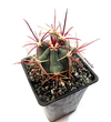 Ferocactus emoryi mac10