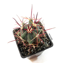 Ferocactus emoryi mac10 - comprar online