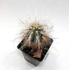 Oreocereus pseudofossulatus mac12