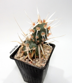 Tephrocactus articulatus papyracanthus mac10 - comprar online