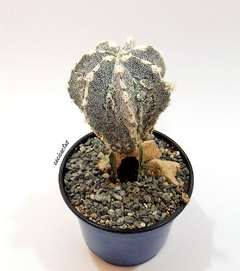 Astrophytum myriostigma fukuryu prolifero injertado mac9 (cod A82) - cecicactus - cactus y suculentas de colección
