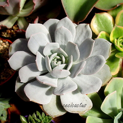 Echeveria 'Caly Argentea' mac10