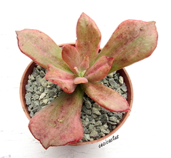 Echeveria 'Diamond State mac10 - comprar online