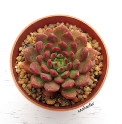 Graptoveria 'Bashfull' mac8 - comprar online