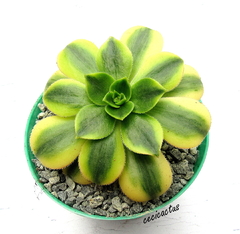 Aeonium florescens (elegir tamaño)