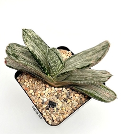 Gasteria brachyphylla variegata (elegir tamaño)
