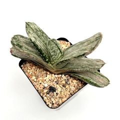 Gasteria brachyphylla variegata (elegir tamaño) - comprar online