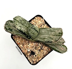 Gasteria brachyphylla variegata (elegir tamaño) en internet