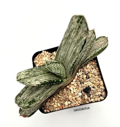 Gasteria brachyphylla variegata mac8 - cecicactus - cactus y suculentas de colección