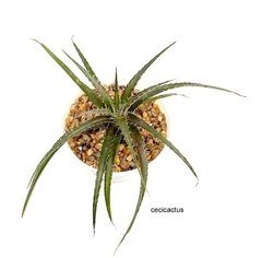 Dyckia 'Burgundy Ice' mac10 - cecicactus - cactus y suculentas de colección