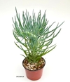 Senecio vitalis crestado mac14