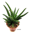 Aloe hibrido 'Tropic World'