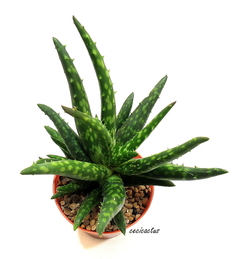 Aloe hibrido 'Tropic World' - comprar online