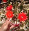 Echinopsis chamaecereus hibrido 'Danisa' (ver opciones de tamaño) - comprar online