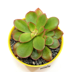 Echeveria 'Candy' mac10