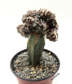 Copiapoa tenuissima crestada injertada (dos tamaños) - comprar online