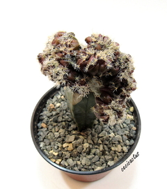 Copiapoa tenuissima crestada (dos tamaños)