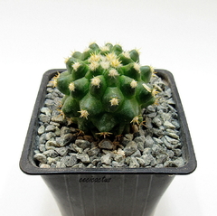 Echinocactus grusoni curvispinus intermedius (elegir tamaño) - tienda online